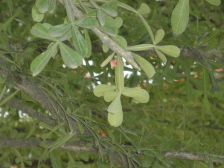 Crescentia alata en Monteria Cordoba Colombia